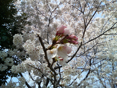 4.4　桜.jpg
